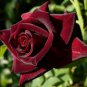 Black Baccara Rose 50 PCS Seeds