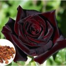 Black Baccara Rose Shrub 50 PCS Seeds Black Baccara Rose Shrub 50 PCS Seeds
