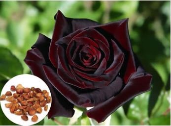 Black Baccara Rose Shrub 50 PCS Seeds
