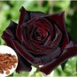 Black Baccara Rose Shrub 50 PCS Seeds