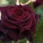 Black Baccara Rose Shrub 50 PCS Seeds