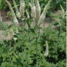 Black Cohosh (Cimicifuga racemosa) 50 PCS Seeds