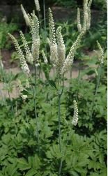 Black Cohosh (Cimicifuga racemosa) 50 PCS Seeds