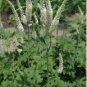 Black Cohosh (Cimicifuga racemosa) 50 PCS Seeds