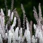 Black Cohosh (Cimicifuga racemosa) 50 PCS Seeds
