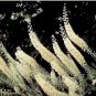 Black Cohosh (Cimicifuga racemosa) 50 PCS Seeds