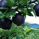 Black Diamond Apple Tree Plant 30 PCS Seeds