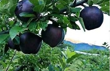 Black Diamond Apple Tree Plant 30 PCS Seeds