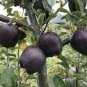 Black Diamond Apple Tree Plant 30 PCS Seeds