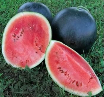 Black Diamond Watermelon 40 PCS Seeds