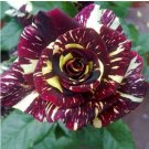Black Dragon Rose Bush Flower 200 PCS Seeds