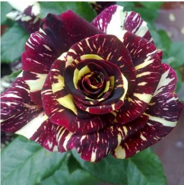 Black Dragon Rose Bush Flower 200 PCS Seeds