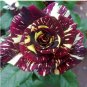 Black Dragon Rose Bush Flower 200 PCS Seeds
