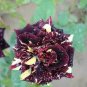 Black Dragon Rose Bush Flower 200 PCS Seeds