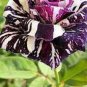 Black Dragon Rose Bush Flower 200 PCS Seeds