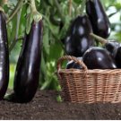 Black Eggplant, Professional Pack 200 PCS Seeds Black Eggplant, Professional Pack 200 PCS Seeds