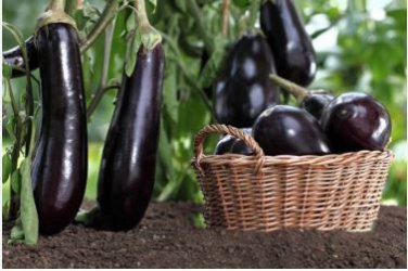 Black Eggplant, Professional Pack 200 PCS Seeds