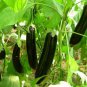 Black Eggplant, Professional Pack 200 PCS Seeds