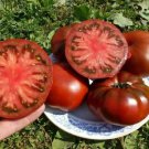 Black Elephant Tomato organic big sweet tomato 100 PCS Seeds