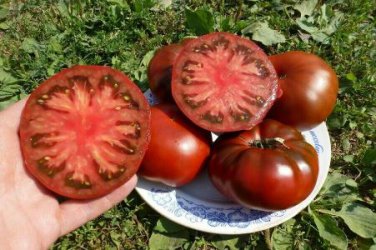 Black Elephant Tomato organic big sweet tomato 100 PCS Seeds