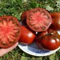Black Elephant Tomato organic big sweet tomato 100 PCS Seeds