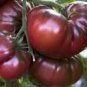Black Elephant Tomato organic big sweet tomato 100 PCS Seeds