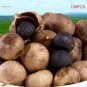 Black Garlic Organic Heirloom Vegetables Home Gardening Planting 100 PCS Seeds