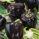 Black Giant Sweet Bell Pepper Hybrid F1 Vegetables 50 PCS Seeds