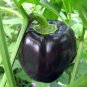 Black Giant Sweet Bell Pepper Hybrid F1 Vegetables 50 PCS Seeds