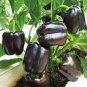 Black Giant Sweet Bell Pepper Hybrid F1 Vegetables 50 PCS Seeds