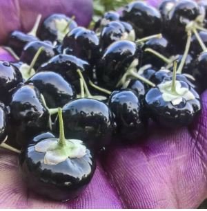 Black Goji Medlar hybrid 1000 PCS Seeds