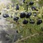 Black Goji Medlar hybrid 1000 PCS Seeds