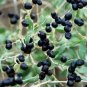 Black Goji Qinghai Heirloom Herbs 20 PCS Seeds