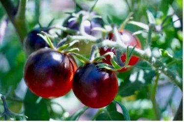 Black Harbin Pearl Cherry Tomato Organic 300 PCS Seeds