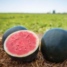 Black Long Sweet Watermelon 8 PCS Seeds