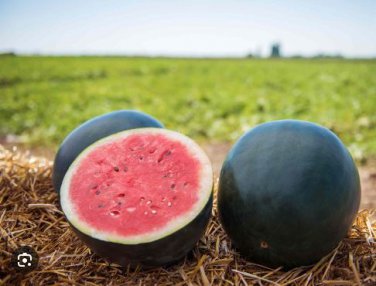 Black Long Sweet Watermelon 8 PCS Seeds