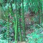 Black Lucky Bamboo Bonsai Seeds Garden Bambusa Ventricosa Ornamental Plants 50 PCS Seeds