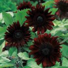 Black Magic' Almost Black Red Ornamental Sunflowers 15 PCS Seeds