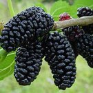 Black Mulberry Seeds Morus Nigra Tree Garden Bush 20 PCS Seeds