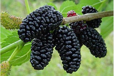Black Mulberry Seeds Morus Nigra Tree Garden Bush 20 PCS Seeds