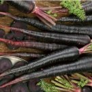 Black Nebula Carrot 100 PCS Seeds