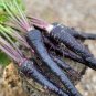 Black Nebula Carrot 100 PCS Seeds