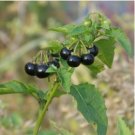 Black Nightshade Garden Huckleberry Organic Fruit 200 PCS Seeds
