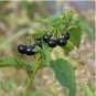 Black Nightshade Garden Huckleberry Organic Fruit 200 PCS Seeds