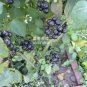 Black Nightshade Garden Huckleberry Organic Fruit 200 PCS Seeds