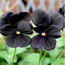 Black Pansy 30 PCS Seeds