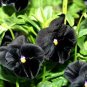 Black Pansy 30 PCS Seeds