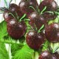 Black Pearl' Bright Black Round Cherry Tomato 20 PCS Seeds