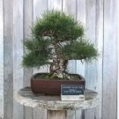 Black Pine Potted Landscape Japanese Five Bonsai Miniascape Pinus Thun 50 PCS Seeds Black Pine Potted Landscape Japanese Five Bonsai Miniascape Pinus Thun 50 PCS Seeds