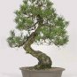 Black Pine Potted Landscape Japanese Five Bonsai Miniascape Pinus Thun 50 PCS Seeds